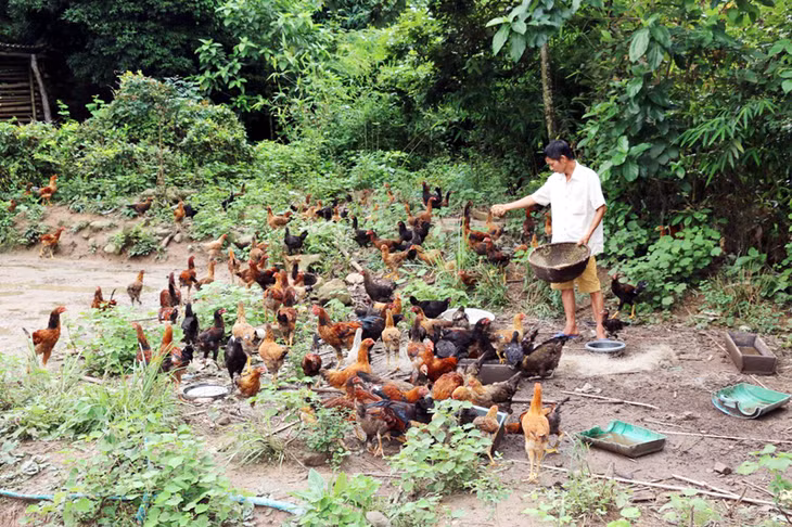 Mô hình nuôi gà thương phẩm của hộ ông Bàn Hữu Tuấn (thôn Khe Lèn, xã Đồng Lâm, huyện Hoành Bồ).