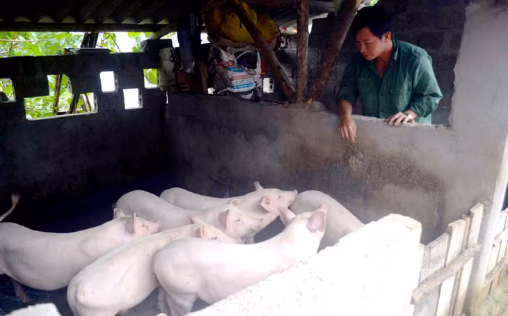 Dù đàn lợn lớn nhanh, nhưng anh Phùn Văn Hoan (thôn 3, xã Quảng Thịnh, huyện Hải Hà) tính chăn nuôi vẫn lỗ vốn.