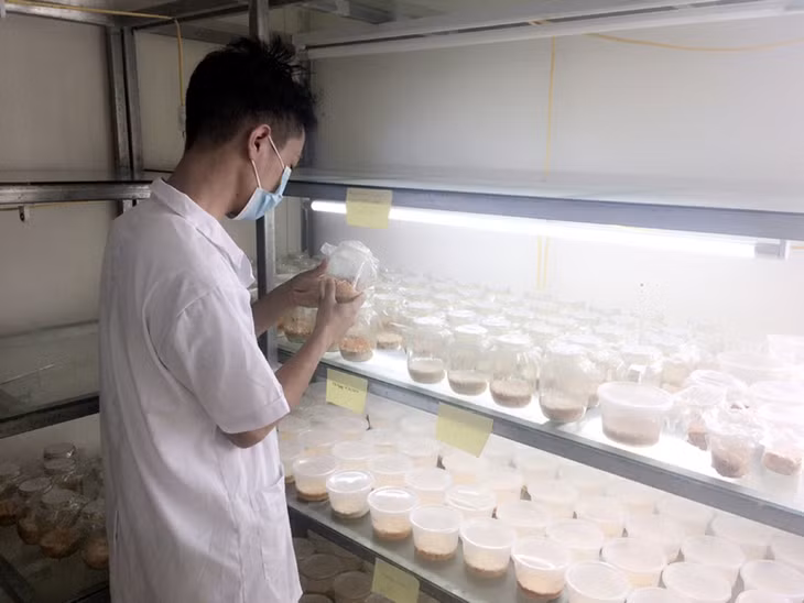 Kiểm tra việc nhân giống sản xuất nấm đông trùng hạ thảo tại Trường Cao đẳng Nông - Lâm Đông Bắc.