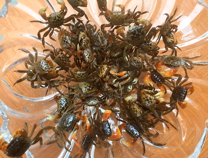 Cáy sông ở Đông Triều.