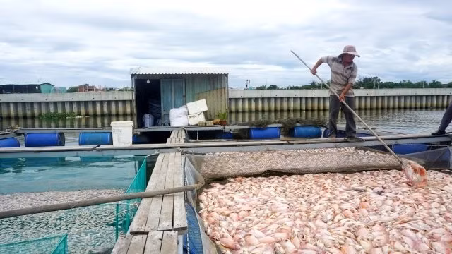 Cá chết hàng loạt tại lồng của các hộ dân.