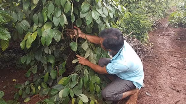 Vườn tiêu của ông Trần Phú, trú tại thôn Tiến Thịnh, xã Quảng Tiến, huyện Cư M’gar bị kẻ xấu phá hoại.