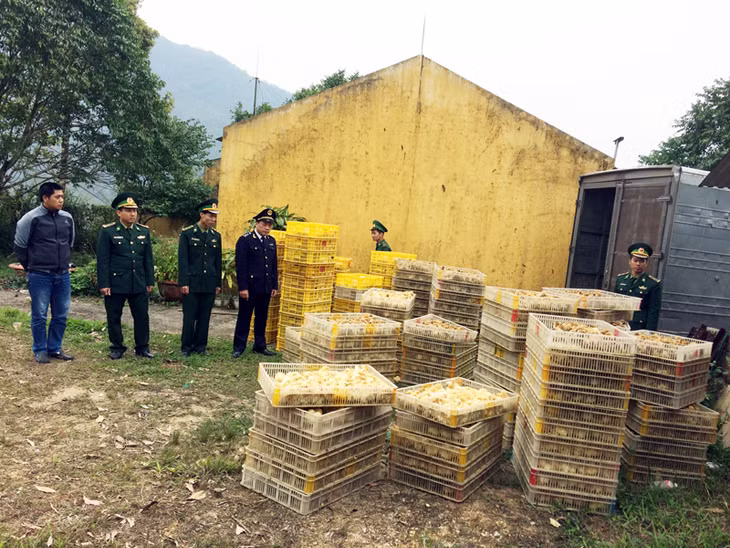 Tang vật 12.000 con gà giống vận chuyển trái phép do Đồn Biên phòng Quảng Đức thu giữ ngày 28-2-2017. (Ảnh do Đồn Biên phòng Quảng Đức cung cấp)
