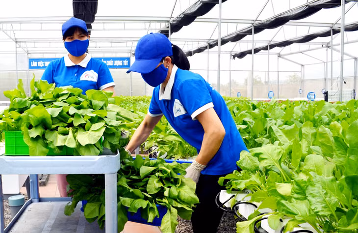 Ứng dụng công nghệ cao vào sản xuất rau xanh tại Cơ sở sản xuất rau thuỷ canh 188 Mạo Khê (TX Đông Triều).