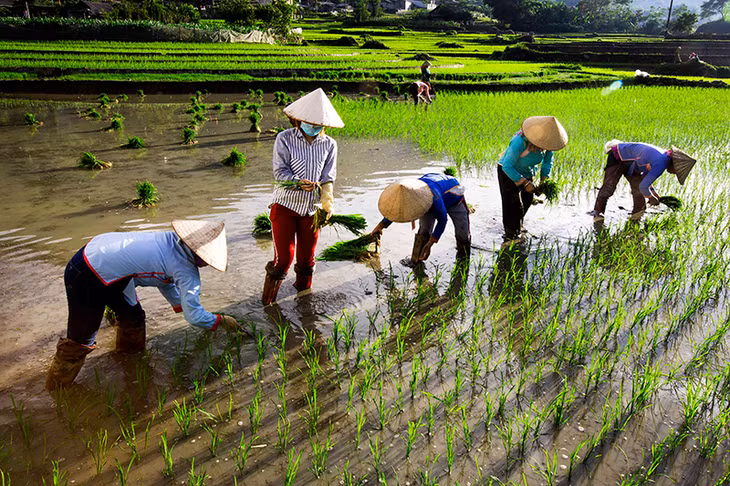 Chị em phụ nữ ra đồng cấy lúa ngay từ sáng sớm.