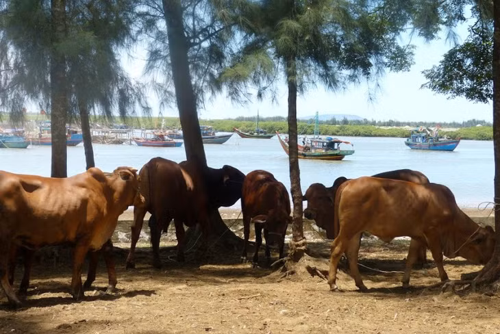  Vào cửa sông.