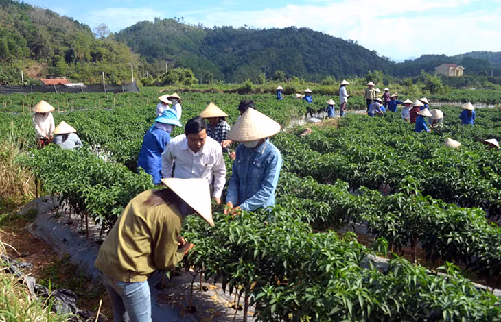 Mô hình trồng ớt ở thôn Bắc Buông - Khe Chanh thu hút 170 lao động mùa vụ.