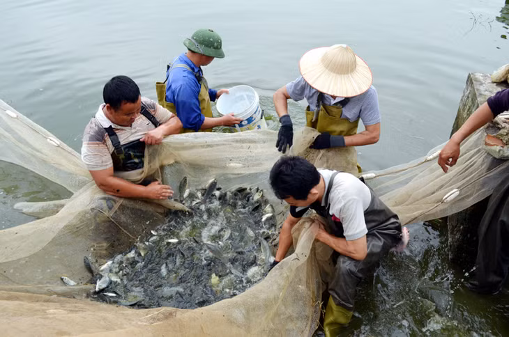 Cá rô phi Cát Phú do Trung tâm Khoa học và Sản xuất giống thuỷ sản Quảng Ninh sản xuất giống được người dân ưa chuộng chọn nuôi.