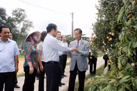 Đại diện doanh nghiệp Nhật Bản tham quan vùng vải thiều Đông Triều tháng 6-2015. Ảnh: Hữu Việt