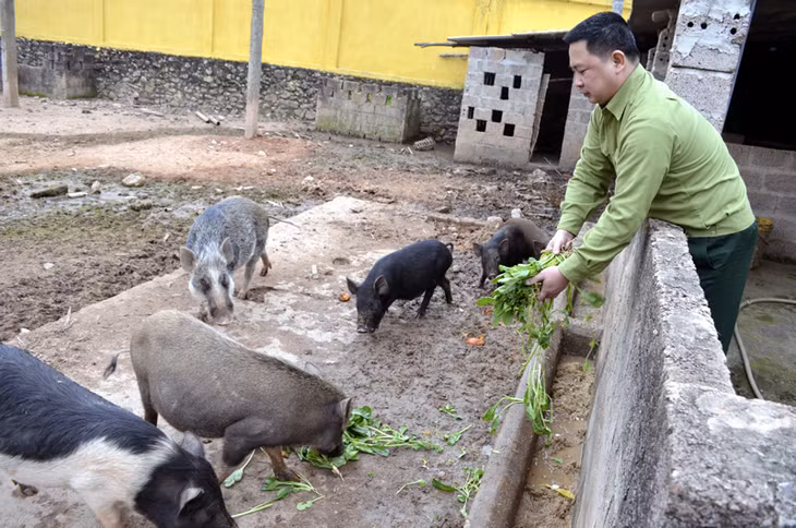 Cán bộ Ban CHQS huyện Đầm Hà chăm sóc đàn lợn tại khu tăng gia.