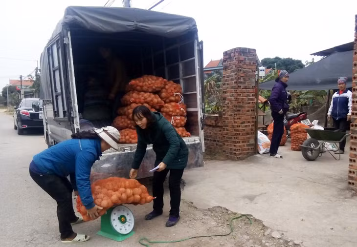 HTX dịch vụ nông nghiệp chât sluwowngj cao Hoa Phong thu mua toàn bộ số lượng khoai tây bị loại còn lại cho bà con nông dân xã Bình Dương thị xã Đông Triều