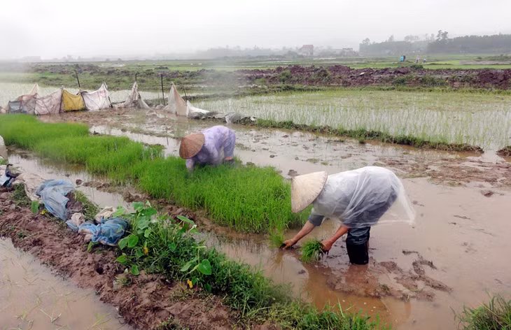 Người dân xã Sông Khoai, TX Quảng Yên cấy lúa vụ xuân 2016.
