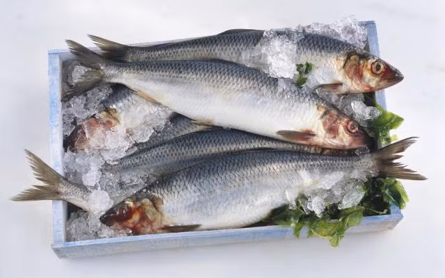 Cá trích là cá nhiều dầu và trong dầu cá có chứa rất nhiều Omega-3.