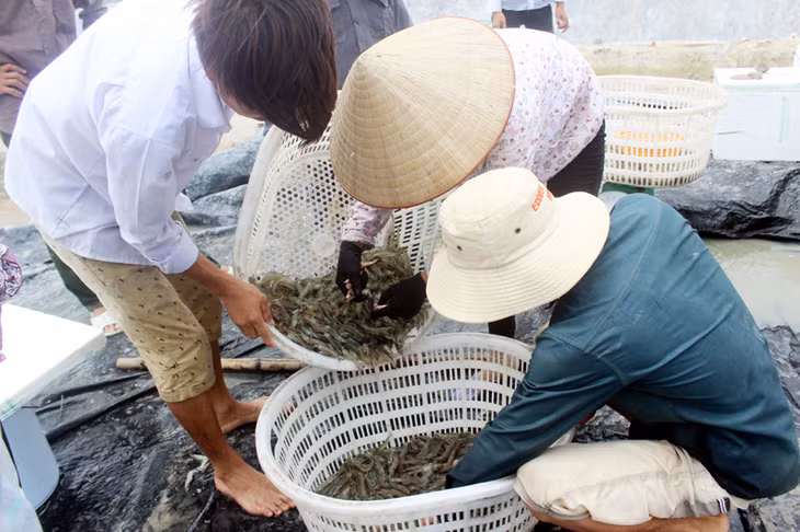 Người dân xã Hải Tiến, TP Móng Cái thu hoạch tôm.