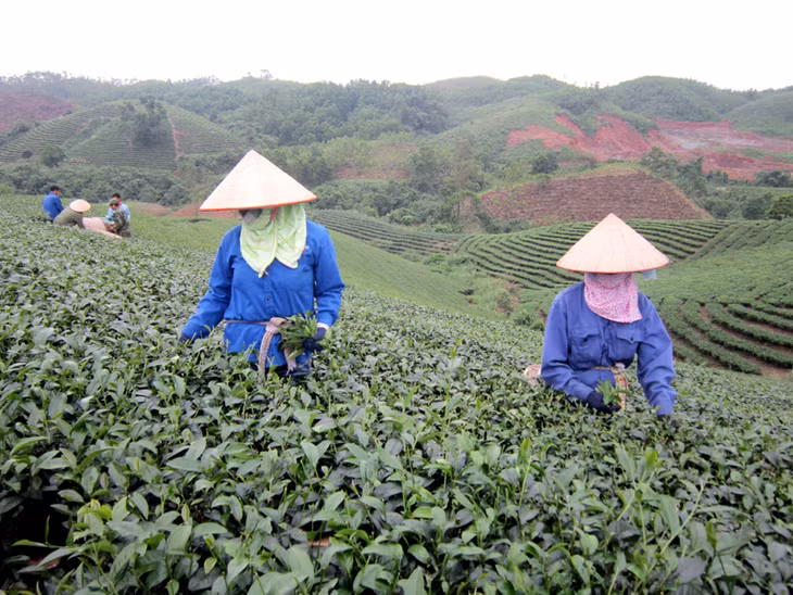 Người lao động của Công ty TNHH chè Thuấn Quỳnh (Hải Hà) thu hái chè xuân. Ảnh: Phương Thuý
