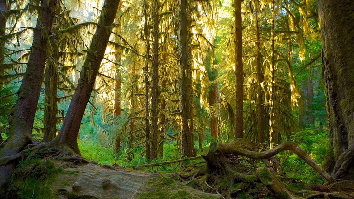 Forks, Washington, Mỹ - “Chạng vạng”: Forks là một thị trấn nhỏ bình yên, với dân số chưa tới 4.500 người ở Washington. Sau thành công vang dội của loạt phim Chạng vạng, nơi đây đã trở thành điểm đến hấp dẫn với những người hâm mộ muốn trải nghiệm bãi biển, rừng cây và dòng sông được làm bối cảnh trong phim. Ngày nay, Forks nổi tiếng đến mức lượng khách tham quan còn đông hơn dân địa phương. Ảnh: Expedia.