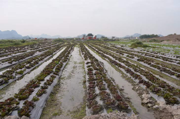 Mô hình trồng bắp cải tím.