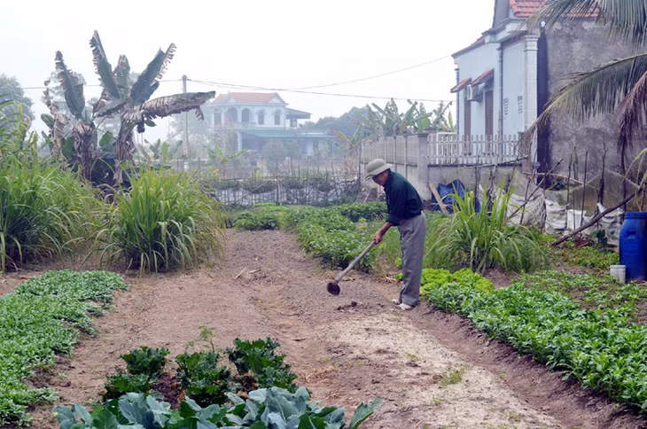 BHXH tự nguyện là một chính sách rất ý nghĩa với người lao động tự do. Trong ảnh: Người dân thôn An Biên 1, xã Lê Lợi, huyện Hoành Bồ tăng gia sản xuất.