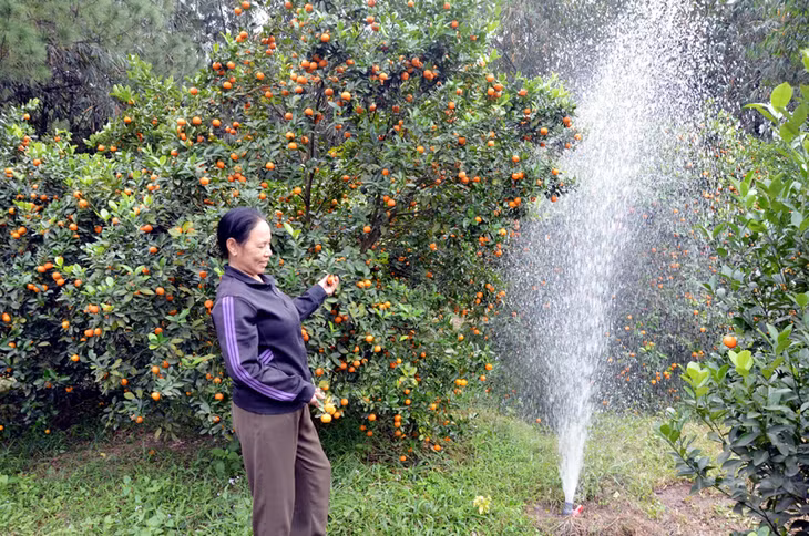 Bà Nguyễn Thị Sanh (phường Quang Trung, TP Uông Bí) hiện vẫn chưa tiếp cận được các nguồn tín dụng để phát triển trang trại do chưa được cấp giấy chứng nhận quyền sử dụng đất.