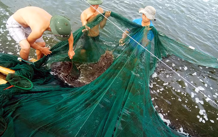 Thu hoạch tôm ở ao nuôi của Trung tâm sản xuất giống công nghệ cao và nuôi thực nghiệm giống hải sản Quảng Ninh.
