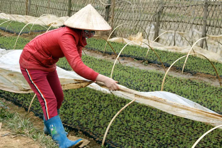 Chị Đinh Thị Thanh, thôn Nà Cắp, xã Vô Ngại, huyện Bình Liêu chăm sóc vườn ươm cây giống chuẩn bị cho vụ trồng rừng đầu năm 2016. Ảnh: Hoàng Gái (Đài TTTH Bình Liêu)