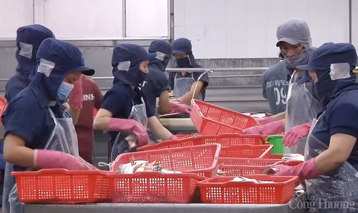 Xuất khẩu cá tra qua EU chưa tận dụng được EVFTA do dịch bệnh tại thị trường này còn diễn biến phức tạp