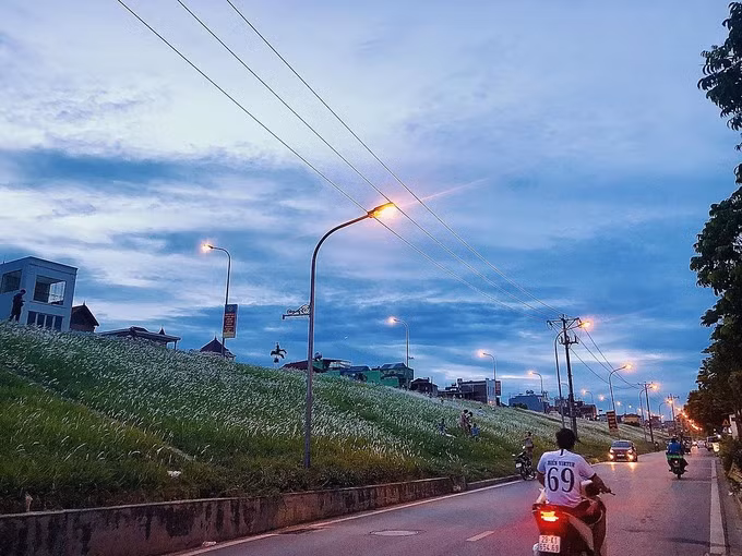  Triền đê Ngọc Thụy, quận Long Biên những tháng cuối hè đầu thu cũng được phủ một màu xanh và trắng của cỏ lau. Con đường nằm dọc khu dân cư nên hấp dẫn từ trẻ nhỏ, người lớn tới ngắm cảnh và chụp hình. Ảnh: Huyen Trang Dang