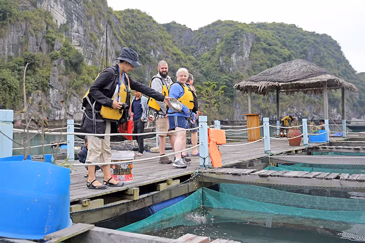  Các hoạt động NTTS trong khu vực Vung Viêng sẽ được phép giữ lại như một nét văn hóa đặc trưng của vịnh Hạ Long.