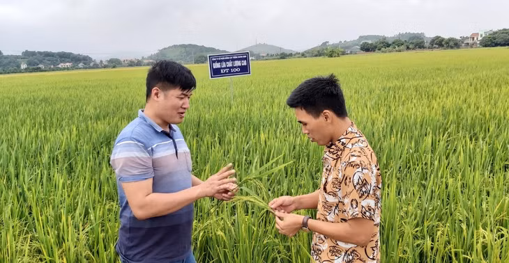 Khu vực trồng thử nghiệm các giống lúa của Công ty CP giống cây trồng Quảng Ninh.