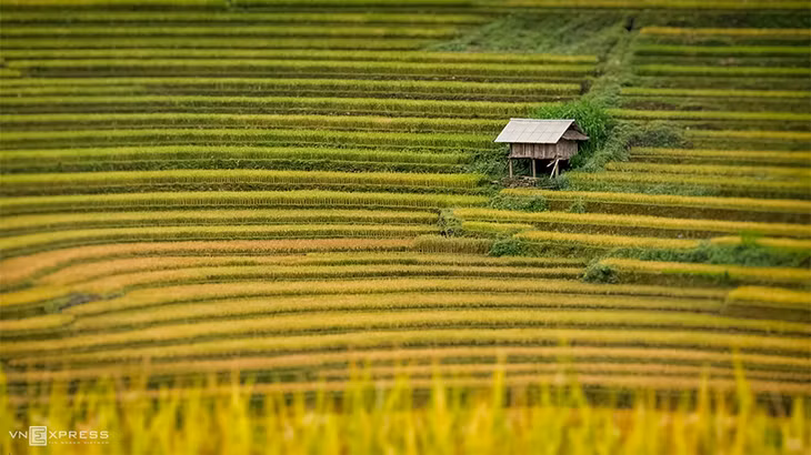 Một nếp nhà làm nơi canh lúa của người dân ở Tú Lệ. Du khách trên đường săn mùa vàng cũng thường ghé những ngôi nhà này nghỉ chân.