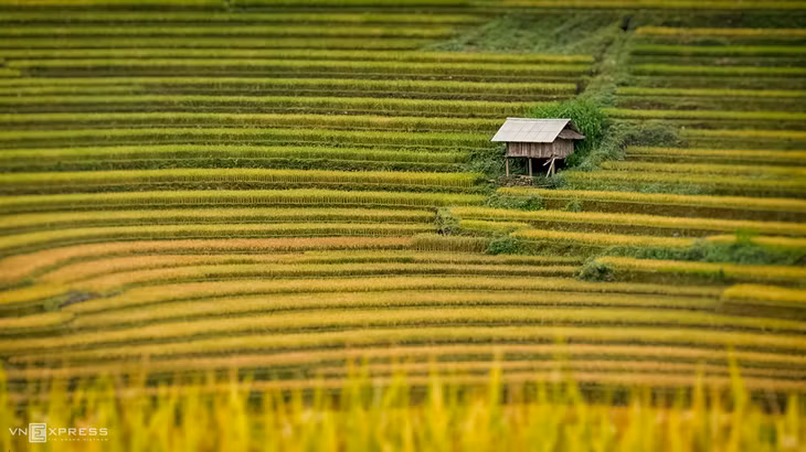 Một nếp nhà làm nơi canh lúa của người dân ở Tú Lệ. Du khách trên đường săn mùa vàng cũng thường ghé những ngôi nhà này nghỉ chân.
