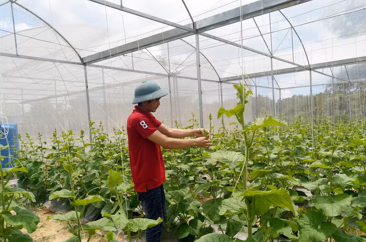 Mô hình trồng dưa lưới công nghệ nhà màng và vi sinh mang lại thu nhập hàng trăm triệu đồng mỗi năm cho gia đình anh.