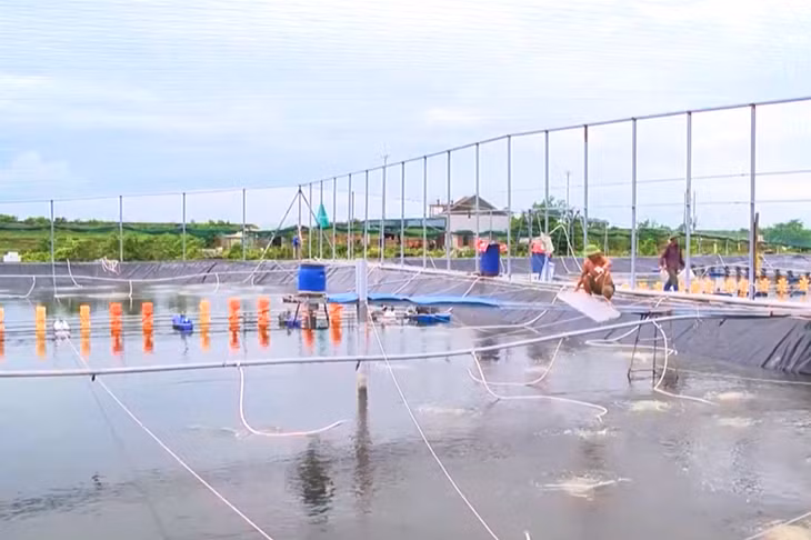 Cơ sở nuôi tôm công nghiệp của gia đình ông Nguyễn Văn Khang (khu 12, phường Hà An, TX Quảng Yên) đầu tư hiện đại với công nghệ, quy trình VietGAP. Ảnh Thanh Tùng