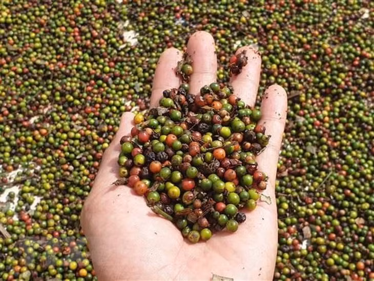Hồ tiêu là một trong những mặt hàng nông sản của Tây Nguyên gặp khó khi tiếp cận thị trường EU. (Ảnh minh họa: KT)
