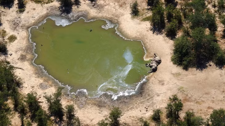 330 con voi ở Botswana chết vì nhiễm vi khuẩn lam. Ảnh: AFP