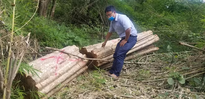 Hiện trường 1 vụ phá rừng tại huyện Chư Prông, Gia Lai.