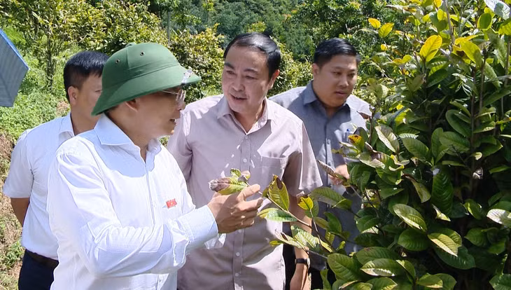 Đồng chí Nguyễn Văn Thắng, Phó Bí thư Tỉnh ủy, Chủ tịch UBND tỉnh, Trưởng Đoàn Đại biểu Quốc hội tỉnh thăm vườn nông thôn mới tại huyện Ba Chẽ