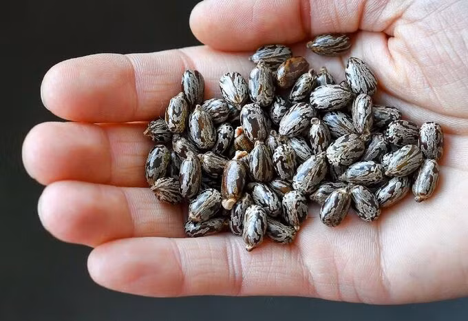 Một người cầm vốc hạt thầu dầu tại Đức năm 2018. Ảnh: AFP.