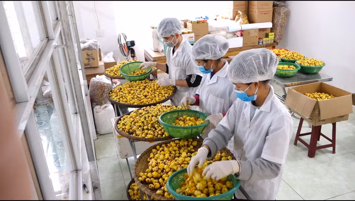 Nhờ cơ chế hỗ trợ từ Nghị quyết 43/2016/NQ-HĐND nhiều cơ sở sản xuất đã áp dụng hệ thống quản lý chất lượng tiên tiến nhằm nâng cao chất lượng sản phẩm. Trong ảnh: Sản xuất trà hoa vàng tại Công ty CP Kinh doanh lâm sản Đạp Thanh, huyện Ba Chẽ.