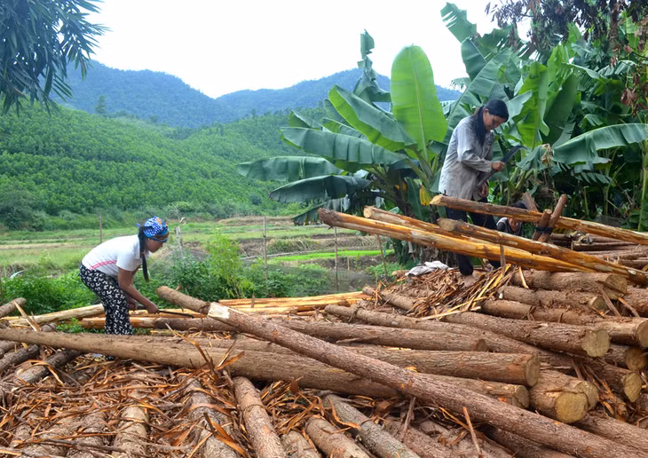Dao pản là dụng cụ sản xuất hàng ngày của bà con xã Quảng Lâm, huyện Đầm Hà.
