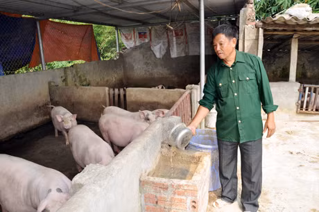 Mô hình chăn nuôi lợn cho hiệu quả kinh tế cao của gia đình CCB Nguyễn Thế Vinh.