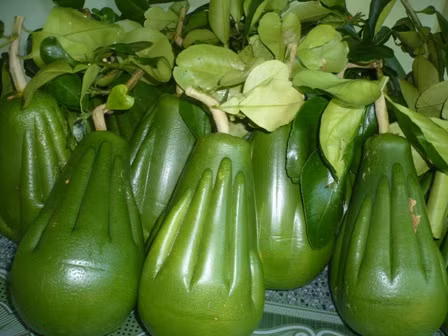 Lứa bưởi đầu tiên được thu hoạch.