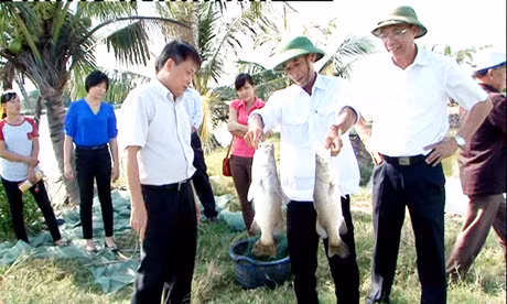 Ông Nguyễn Văn Khang thu hoạch cá vược từ ao nuôi của gia đình.