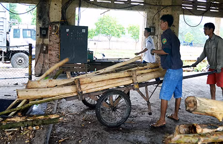 Chế biến gỗ keo tại Công ty TNHH MTV Lâm nghiệp Ba Chẽ.