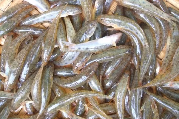 Cá bống.