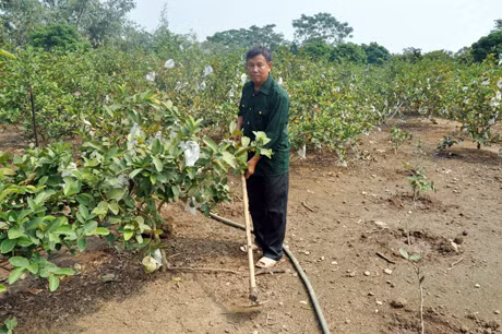 Vườn ổi xanh mướt, trĩu quả của gia đình ông Nguyễn Thế Vinh.