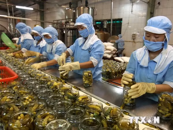 Chế biến nông sản xuất khẩu. 