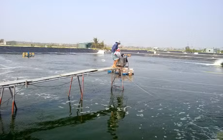 Nuôi tôm công nghiệp của nông dân xã Vạn Ninh (Móng Cái).