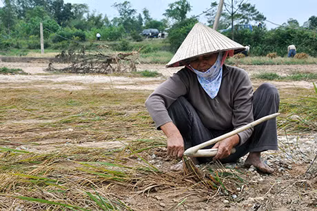 Hoa màu của người dân huyện Đầm Hà bị thiệt hại bởi sự cố vỡ