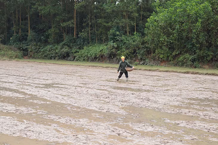 Gieo sạ lúa Xuân